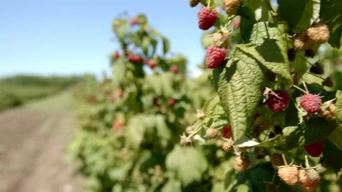Organic raspberries Stock Footage 171555267