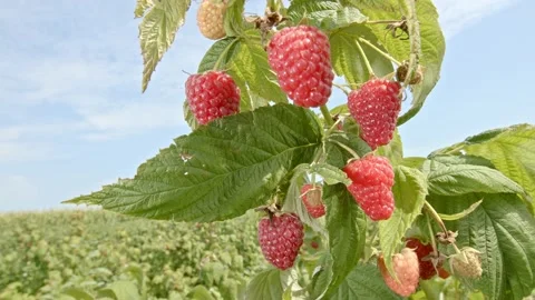 Organic raspberries Stock Footage 171555269