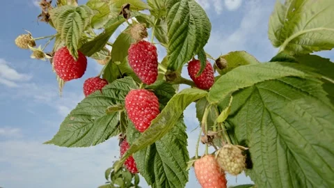 Organic raspberries Stock Footage 171555447