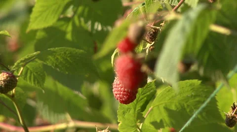 Organic raspberry branch with fruit Stock Footage 35582689