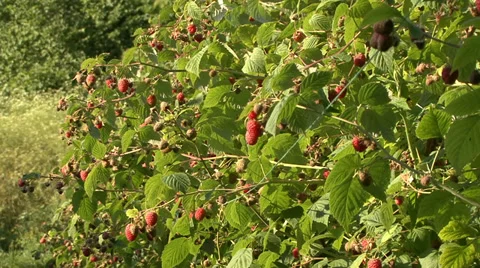 Organic raspberry orchard Stock Footage 35582645