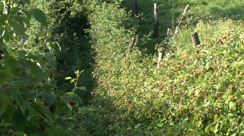 Organic raspberry orchard on the hillside Stock-Footage 35582870