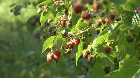 Organic raspberry twigs with fruit Stock-Footage 35582781