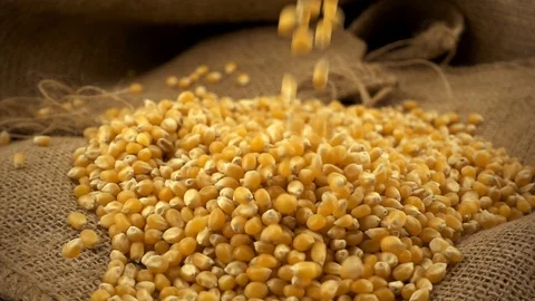 Organic, raw, dried corn or maize kernels falling on heap of corn kernels on Stock Footage 107884623