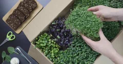 Organic raw microgreens - Top view of a women picking up a container Stock Footage 148666970