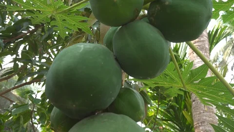 Organic Raw Papaya grown in the backyard Stock Footage
