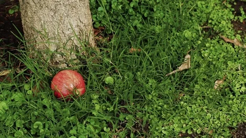 Organic Red Apple Falling from Tree into Grass Stock Footage 101424424