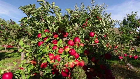 Organic Red Apple Tree in Orchard Stock Footage 150709894