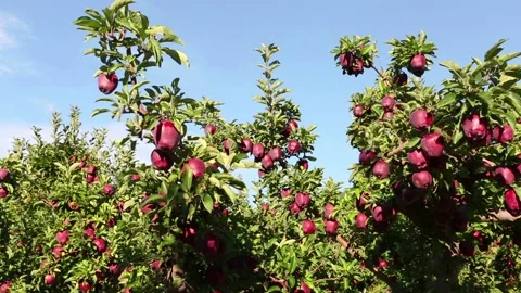 Organic Red Apple Tree in Orchard Stock Footage 150710178