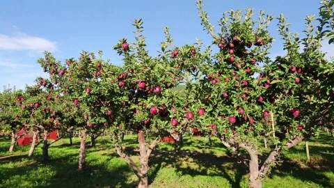 Organic Red Apple Tree in Orchard Video stock 150710597