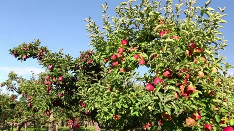Organic Red Apple Tree in Orchard Stock Footage 150710695