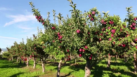 Organic Red Apple Tree in Orchard Stock Footage 150710900