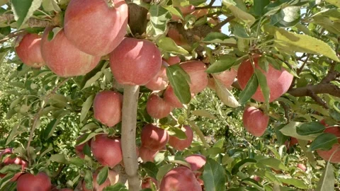 Organic red apples Stock Footage 171555380