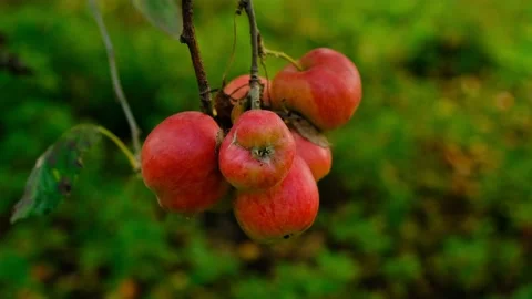 Organic Red Apples Stock Footage 220616948