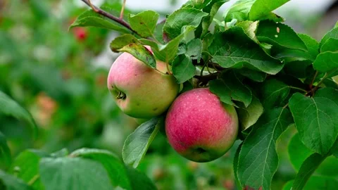 Organic Red apples on a tree branch 库存影片 247524702