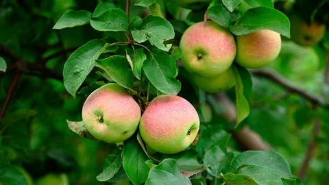 Organic Red apples on a tree branch Video stock 248447085