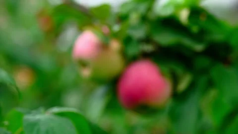 Organic Red apples on a tree branch Stockbeeldmateriaal 260328286