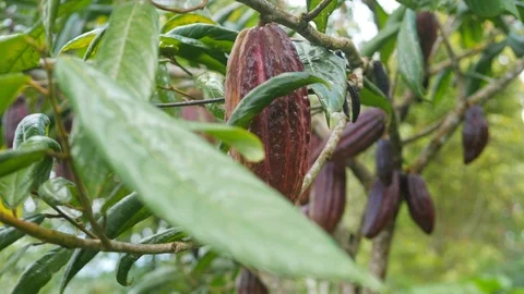 Organic Red Cocoa Bean Pods Hanging on Tree Branch at Plantation Farm. 4K. Stock Footage