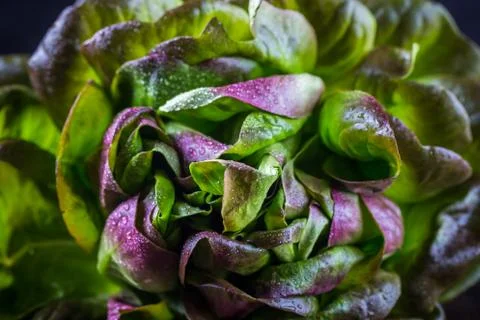 Organic Red Oakleaf lettuce Stock-Fotos
