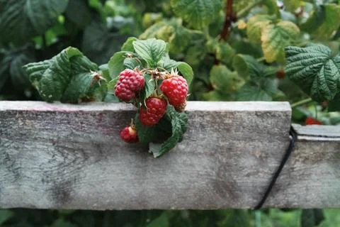 Organic red raspberry patch along wood fence Stock Photos