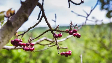 Organic red ripe cherries on a tree branch. Selective focus Stock Photos