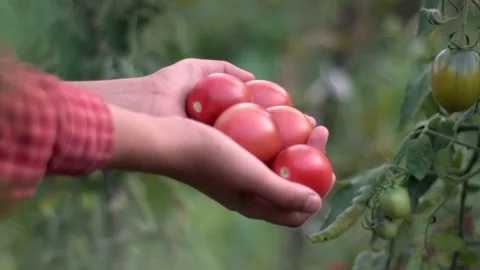 Organic red tomatoes in the hands of a farmer. A woman holds tomatoes Stock Footage 146345356