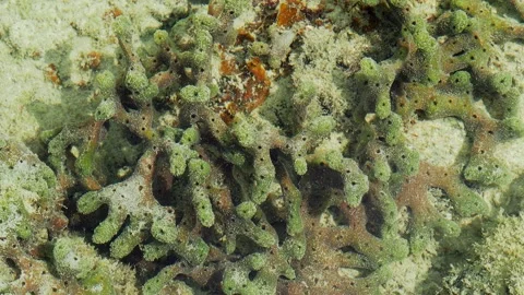 Organic Reef Structure and Marine Growth on Tropical Shallow Seabed Stock-Footage 337390826