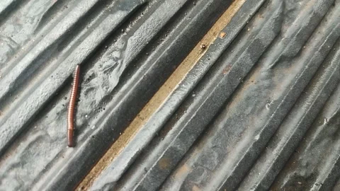 Organic Resilience on Industrial Surface Video stock 331304331