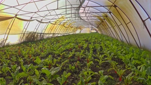 Organic rhubarb Stock Footage 171580409