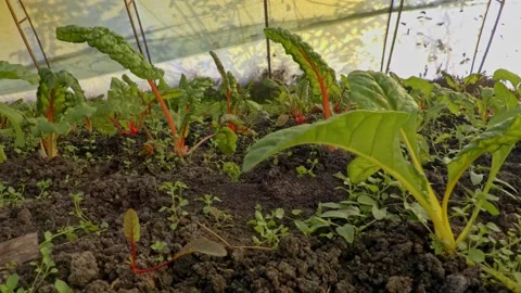Organic rhubarb Stock Footage 171580461