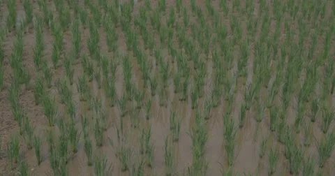 Organic Rice Field Stock Footage 49018480