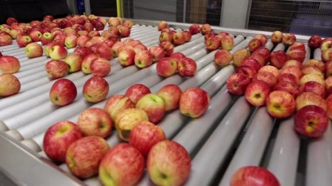 Organic ripe apples in an automatic production process in an food industry Stock Footage 150160330