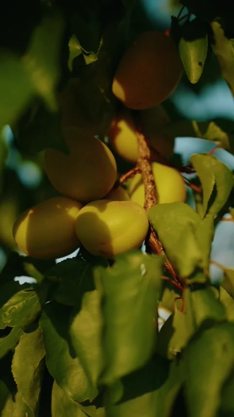 Organic ripe apricots on the tree Видео 339370024