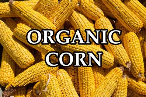 Organic ripe corn cobs Stock Photos