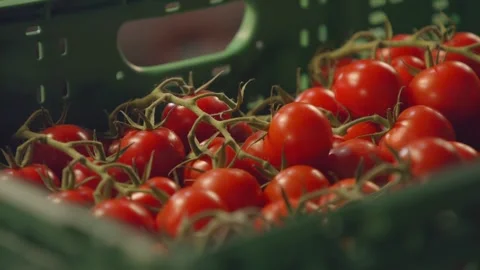 Organic ripe Tomatoes in a crate Stock Footage 170764559