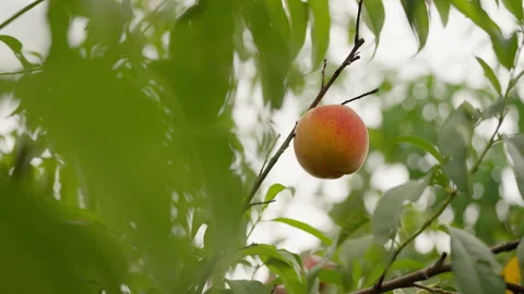 Organic ripening peach on tree branch among green foliage. Fruits growing in gar Stock Footage 346494562