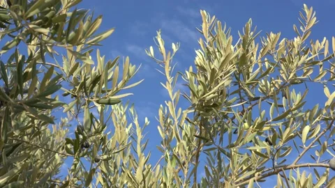 Organic riping olive tree isolated at sunny blue sky background Stock Footage 139229653