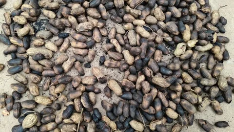 Organic roasted peanuts in shell spread on the ground for a healthy winter snack 스톡 동영상 325481926