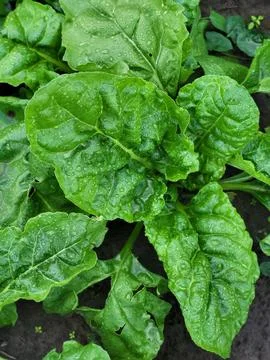 Organic root vegetable cultivation without pesticides Stock Photos
