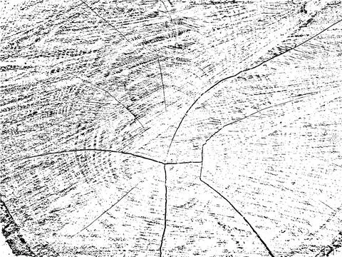 Organic rowan tree cross-section grunge texture with cracks Illustrazione stock