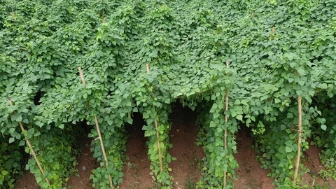 Organic Runner beans Vídeo Stock 108435132