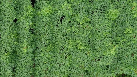 Organic Runner beans Video stock 108435141
