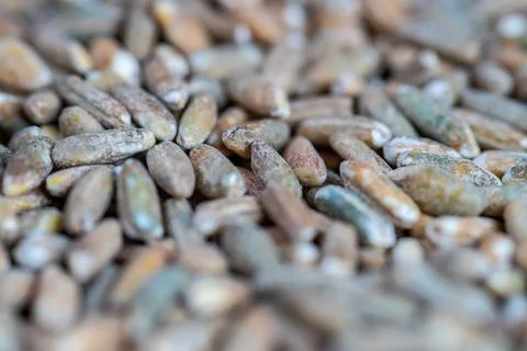 Organic rye grain seeds as background. Top view. Stock Photos