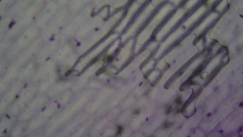 Microscope Pattern Stock Video Footage | Royalty Free Microscope ...