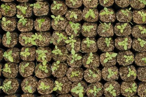 Organic   seedlings Stock Photos