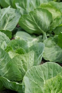Organic selected cabbage. Growing cabbage. Stock Photos