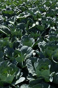 Organic selected cabbage. Growing cabbage. Stock Photos