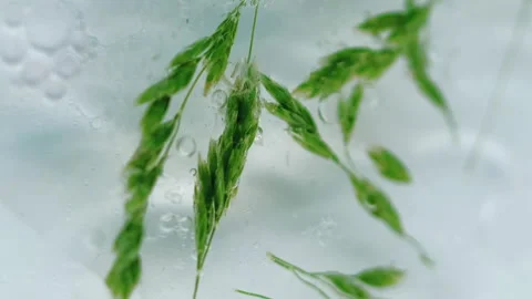 Organic serum bubble gel fresh green wheat oil Video stock 281133426
