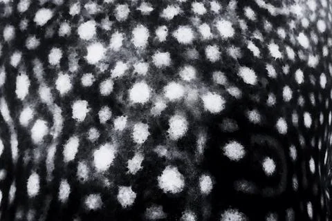 Organic shapes seamless pattern. Whale shark skin spots texture. Stock Photos