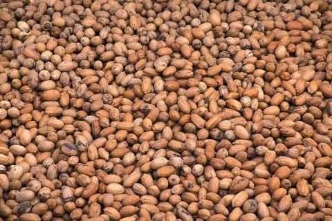 Organic shelled walnut texture background from mexico Foto stock